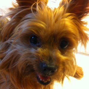 Meet your Posher, Angel